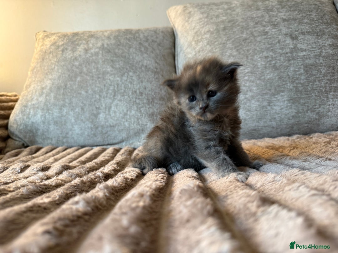 Maine Coon cats for sale: Beautiful Maine Coon Kittens - Advert 20