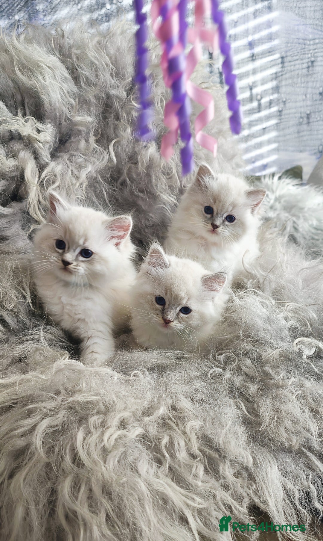 Ragdoll cats for sale: 🩵Pure Ragdoll Kittens Ready to be Reserved🩷 - Advert 7