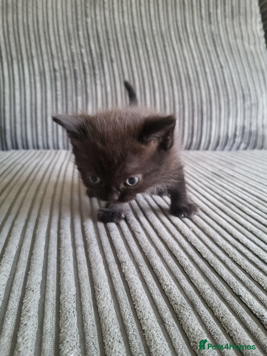 British Shorthair cats for sale: 5 kittens for sale  - Advert 6