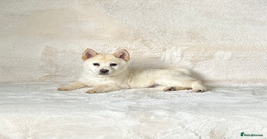 Chow Chow dogs - Advert 9