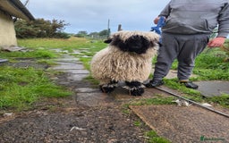 Sheep livestock for sale: Black nose valais wether ( Bottle fed) - Image 1