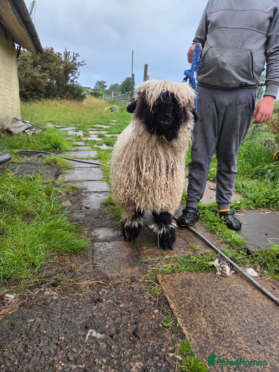 Sheep livestock for sale: Black nose valais wether ( Bottle fed) - Image 1