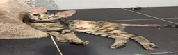 Mixed Breed cats for adoption: Saffy and Cassie: the cutest duo of troublemakers in Beauly - Advert 3