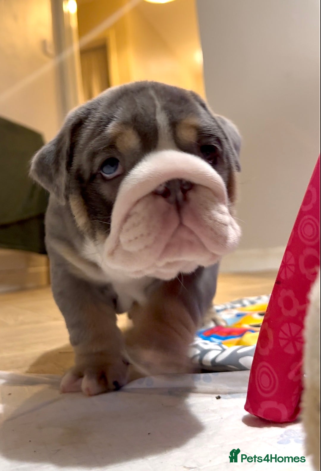 English Bulldog dogs for sale: English bulldog puppies - Advert 7