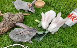Continental Giant rabbits for sale: Beautiful Pure Giant Continental Babies  - Image 13