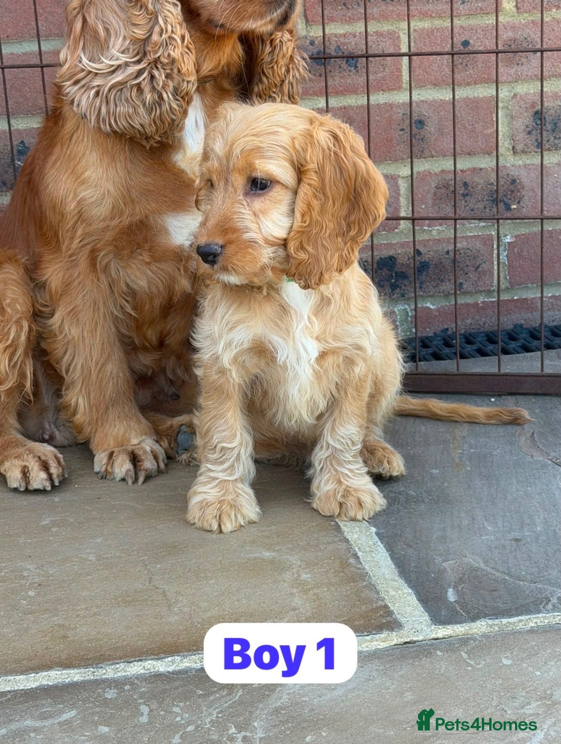 Cockapoo dogs OUTSTANDING GOLDEN APRICOT F1 SHOW TYPE COCKAPOO,S - Advert 6