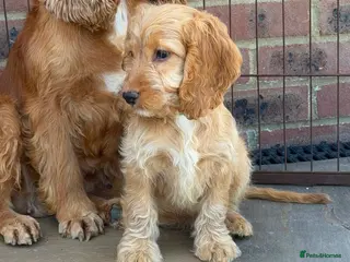 Cockapoo dogs OUTSTANDING GOLDEN APRICOT F1 SHOW TYPE COCKAPOO,S - Advert 6