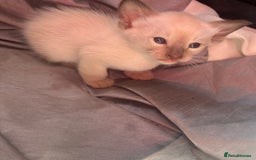 Siamese cats for sale: Traditional Siameses Only 2 available to reserve - Image 22