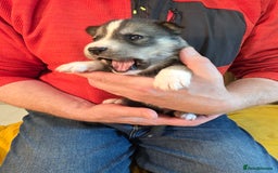 Siberian Husky dogs for sale: Siberian husky pups  - Advert 6