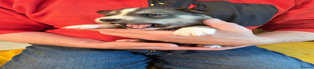 Siberian Husky Puppy 1