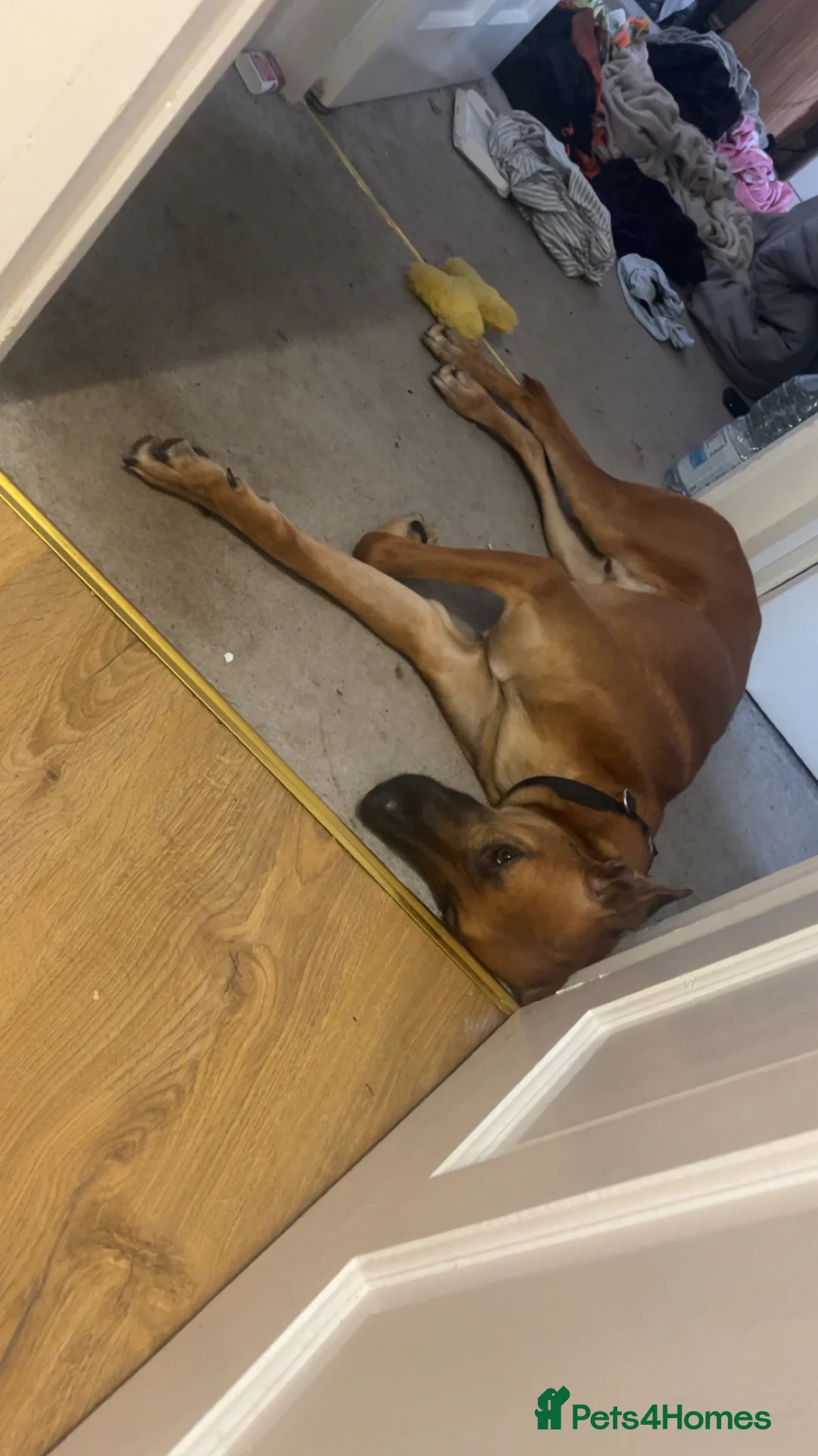 Mixed Breed dogs for sale: Chester ( German shepherd ) “reposted” - Advert 2