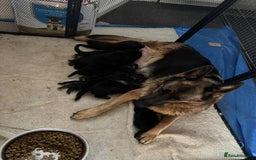 German Shepherd dogs for sale: German Shepherd Puppies  - Image 2