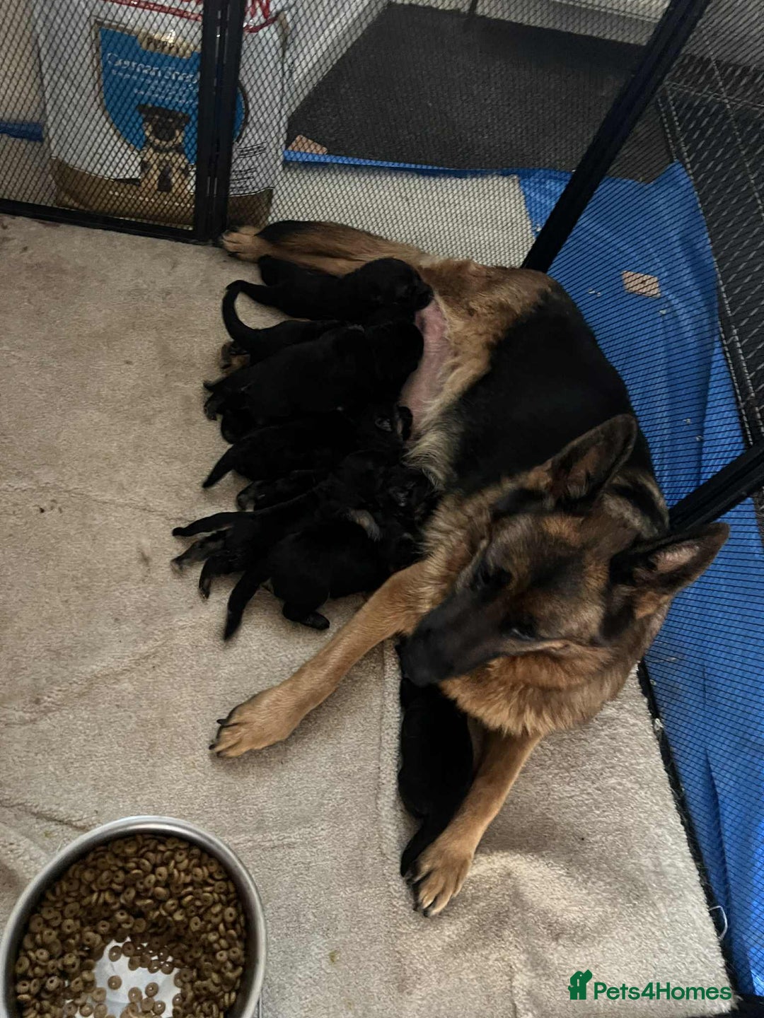 German Shepherd dogs for sale: German Shepherd Puppies  - Image 2