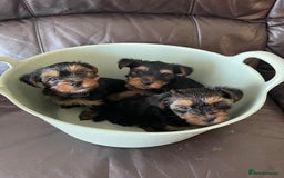 Yorkshire Terrier dogs for sale: ** Yorkshire Terrier Puppies  - Image 2