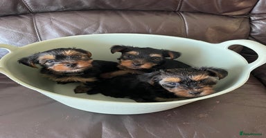 Yorkshire Terrier dogs - Advert 14