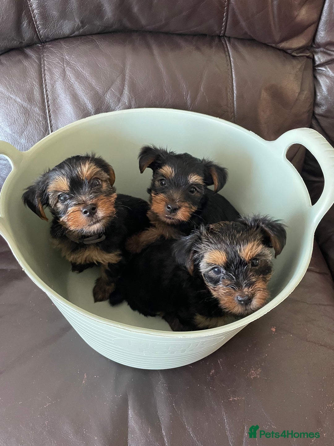 Yorkshire Terrier dogs for sale: ** Yorkshire Terrier Puppies  - Image 2