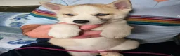 Huskita dogs for sale: Puppies for sale  - Advert 13