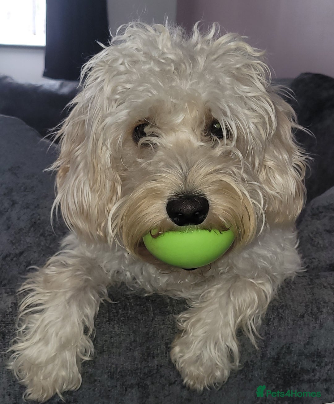 Cavapoo dogs for sale: Beautiful cavapoo - Image 2