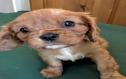 Cavalier King Charles Spaniel dogs for sale: Stunning Deep Ruby Cavalier king Charles puppies  - Image 26