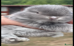 Mini Lop rabbits for sale: Baby mini lops ready to reserve !! - Image 17