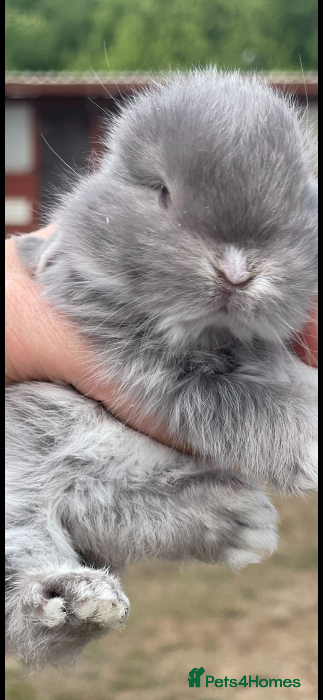 Mini Lop rabbits for sale: Baby mini lops ready to reserve !! - Image 17