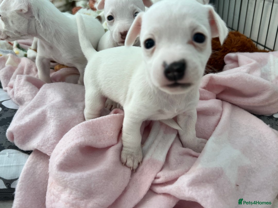 Jack Russell dogs for sale: Stunning Miniature Jack Russell Puppies!!! - Advert 20