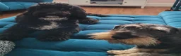Cockapoo dogs for sale: Lovely Cockapoo (5) in need of a home - Advert 5