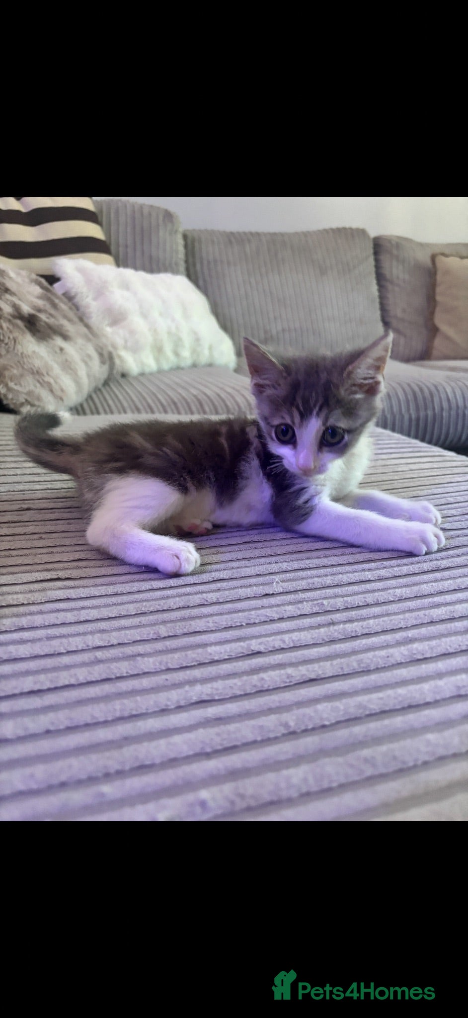Mixed Breed cats READY NOW LAST ONE LEFT Beautiful friendly kitten  - Advert 2