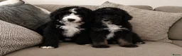 Bernedoodle dogs for sale: AMAZING BERNEDOODLE PUPPIES - Advert 4