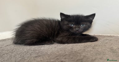 British Shorthair cats - Advert 8