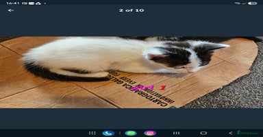Mixed Breed cats - Advert 6