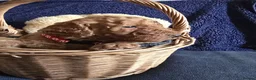 Cockapoo dogs for sale: Stunning homebred cockapoos - Advert 15