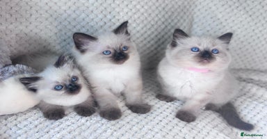 Ragdoll cats - Advert 5