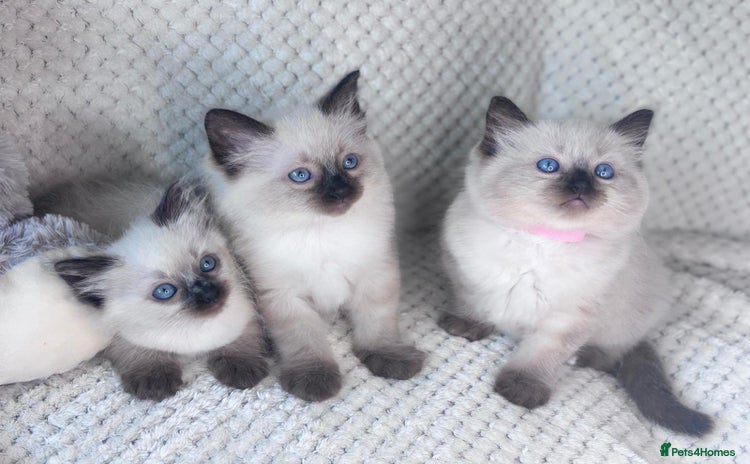 Ragdoll cats - Advert 2