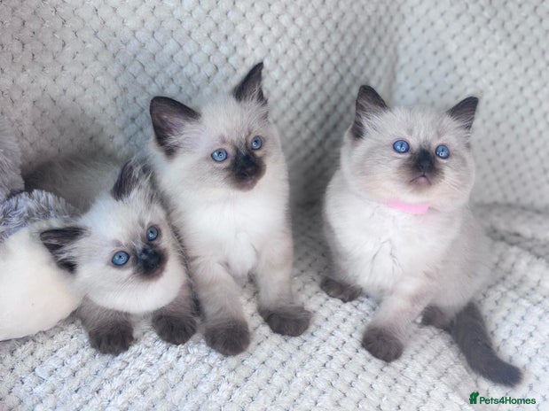 Ragdoll cats - Advert 2