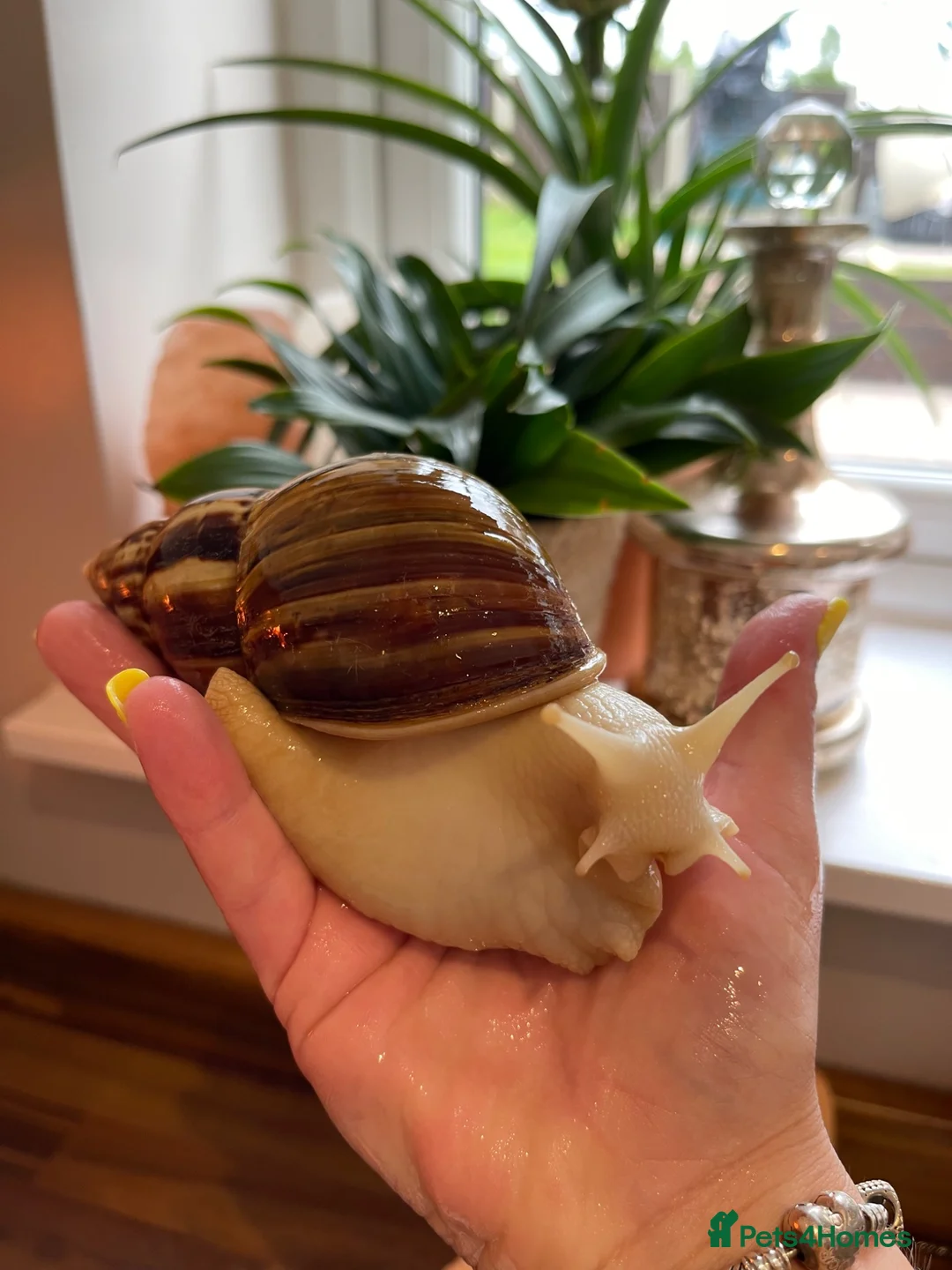 Snails invertebrates for sale: Albino Giant African Land Snails (Achatina Fulica) - Advert 12