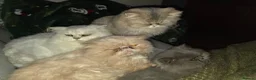 Persian cats for sale: Gorgeous persian kittens - Advert 18