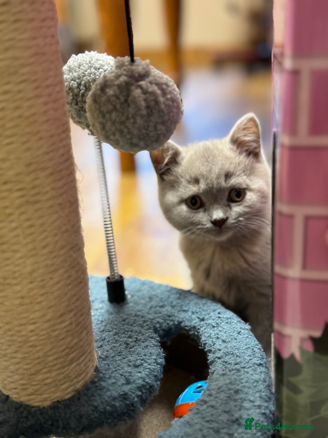 British Shorthair cats for sale: Incredible GCCF British shorthaired kittens  - Image 11