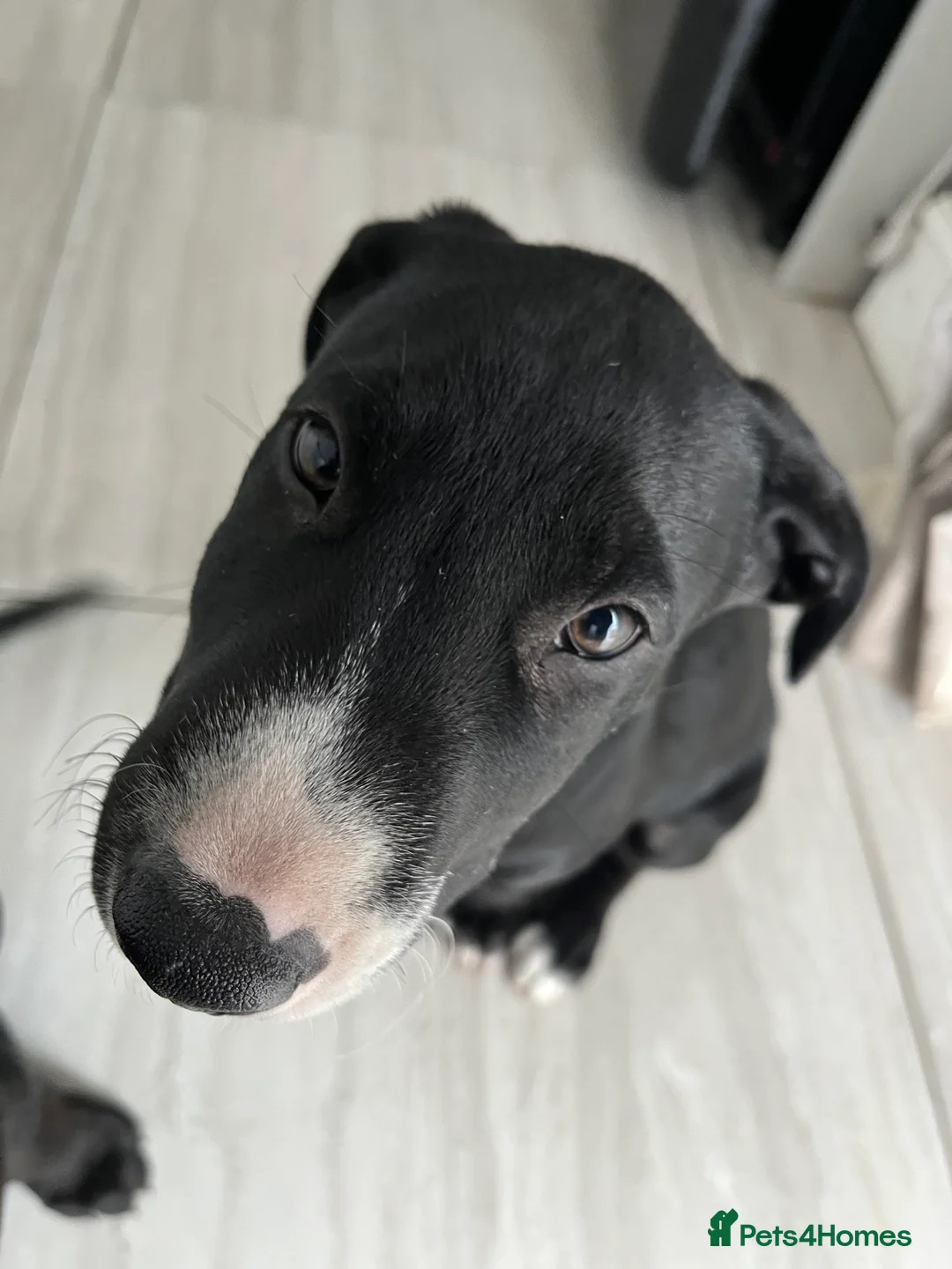 Mixed Breed dogs for sale: 2 boys . Cross Labrador and English bull terrier  - Advert 2