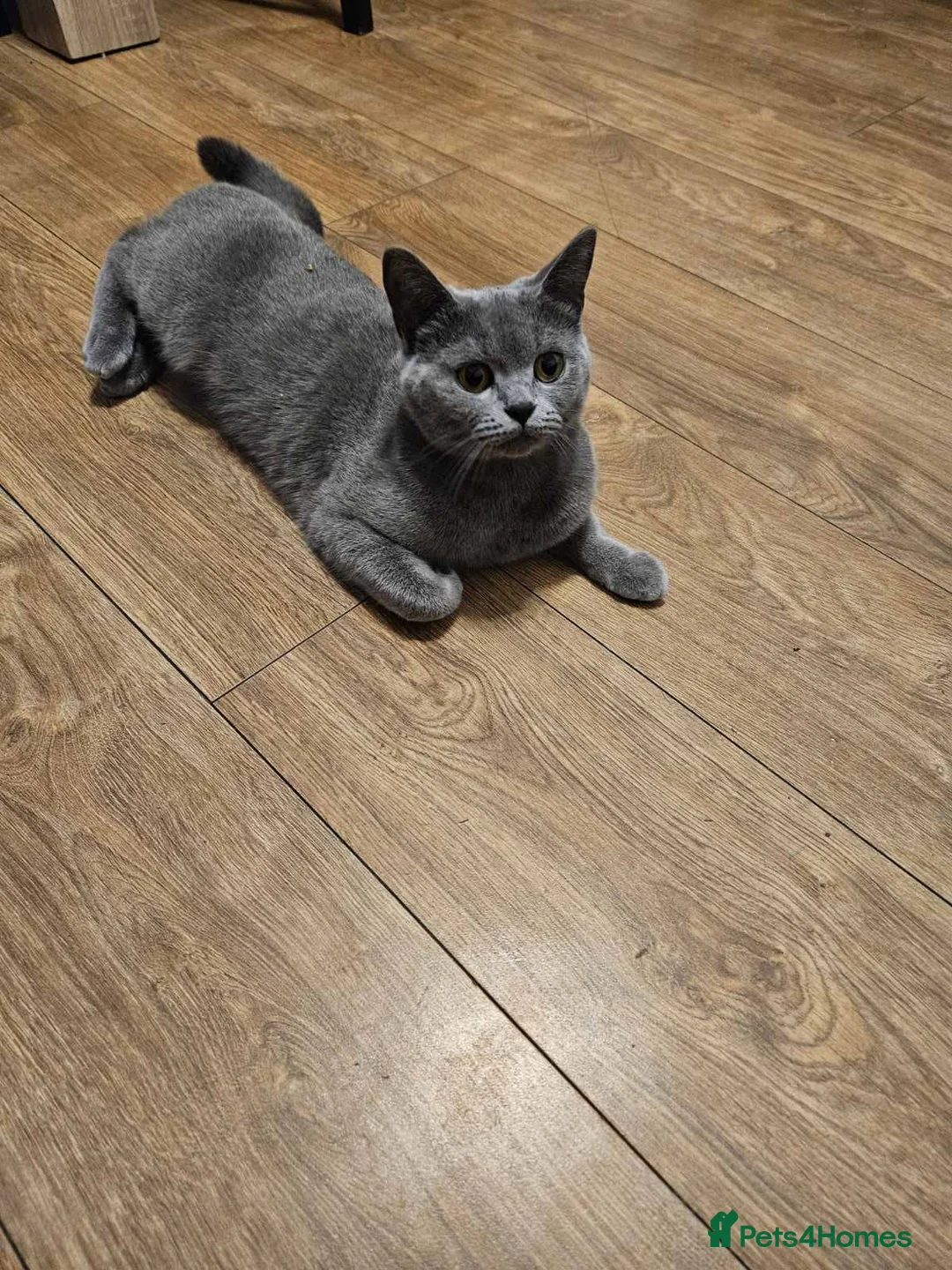 Mixed Breed cats for sale: mixed breed kittens - Advert 6