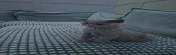 British Shorthair cats for sale: British shorthairs kittens  ready now - Advert 14