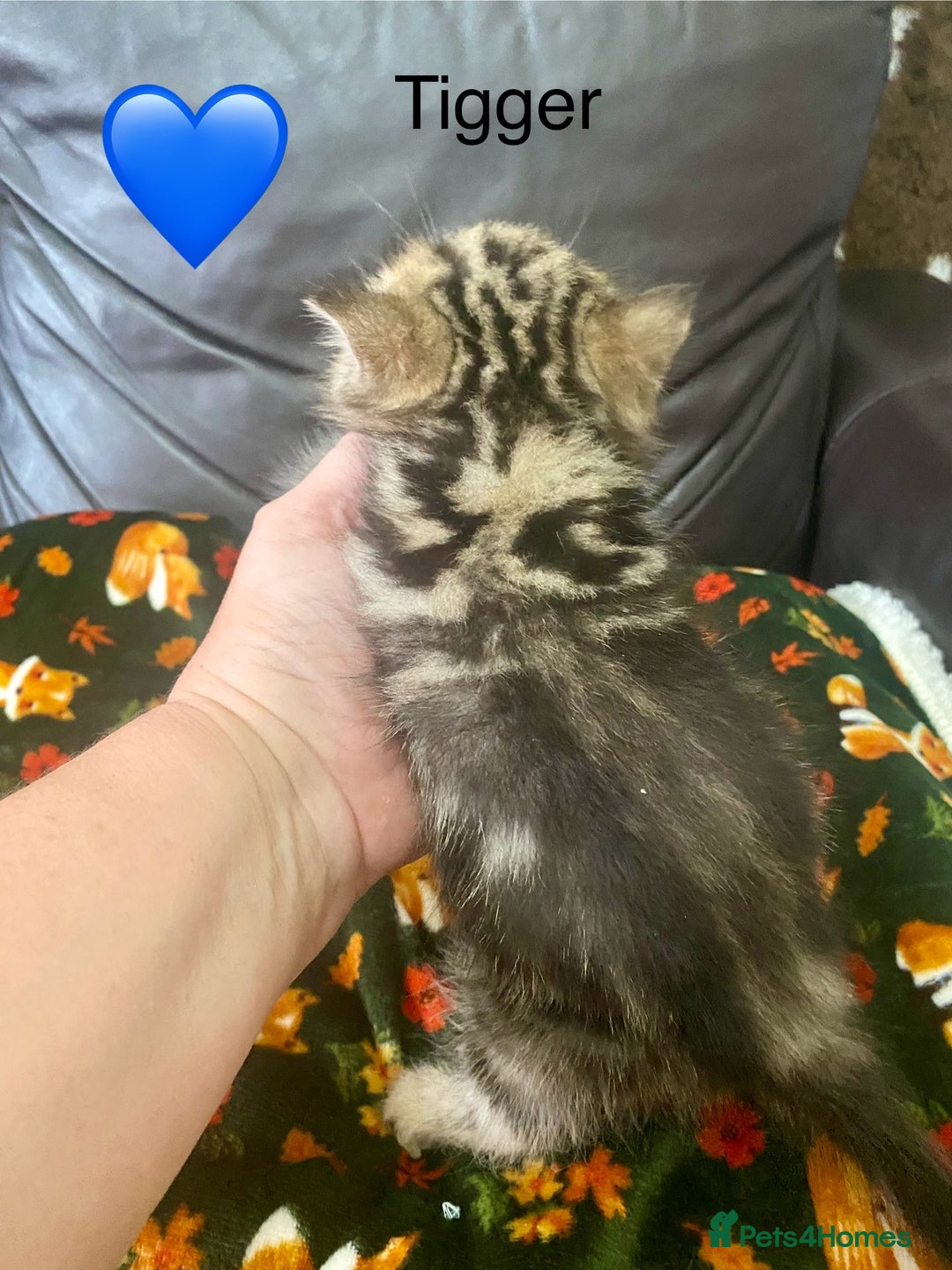 Persian cats for sale: EXCEPTIONAL LITTER PERSIAN EXOTIC KITTENS - Image 14