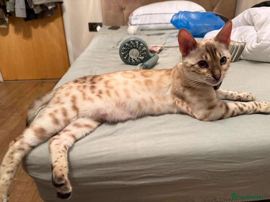 Bengal cats for sale: GCCF Snow Lynx girl  - Advert 3