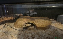 Python Snake reptiles for sale: Mahogany Morph Mojave Ball Python   - Image 1