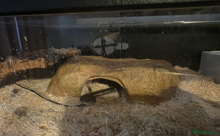 Python Snake reptiles - Advert 1