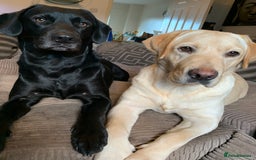 Labrador Retriever dogs for sale: 🖤 Labrador Puppies 💛 - Image 16