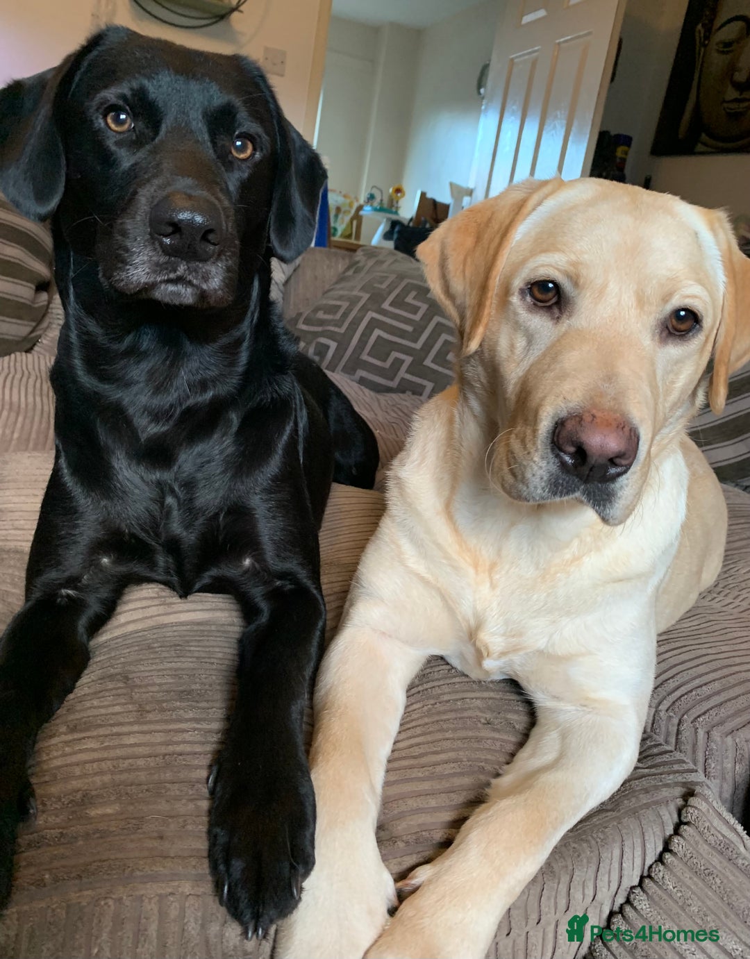 Labrador Retriever dogs for sale: 🖤 Labrador Puppies 💛 - Image 16