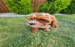 Cavapoo dogs for sale: Cavapoo dna clear  - Image 21