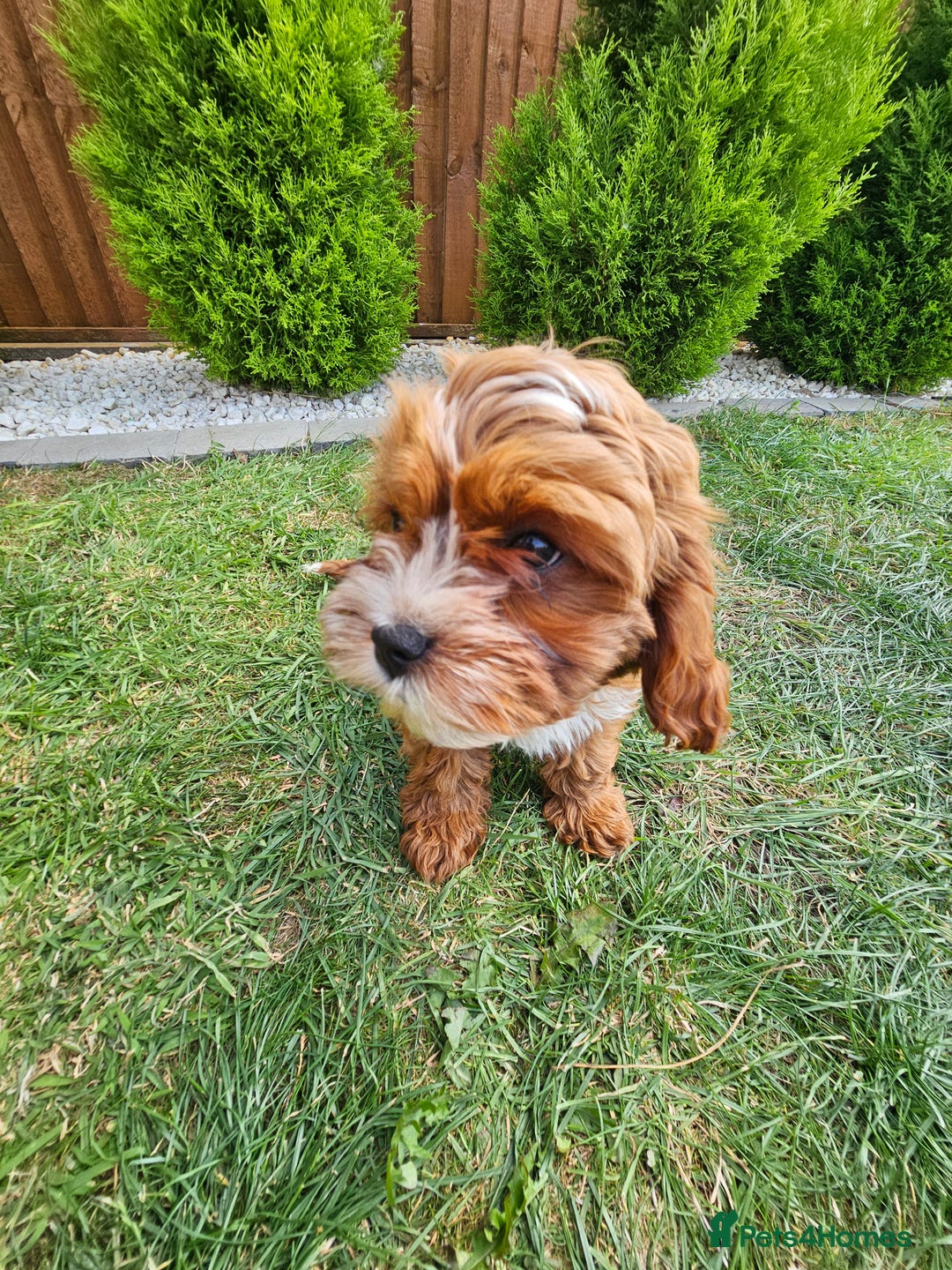 Cavapoo dogs for sale: Cavapoo dna clear  - Image 21