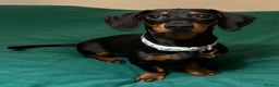 Dachshund dogs for adoption: Darling Suki seeking her forever home - Advert 2